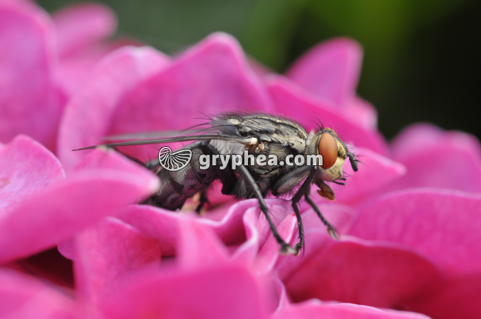 Mouche (Calliphora erythrocephala) - gryphea.com